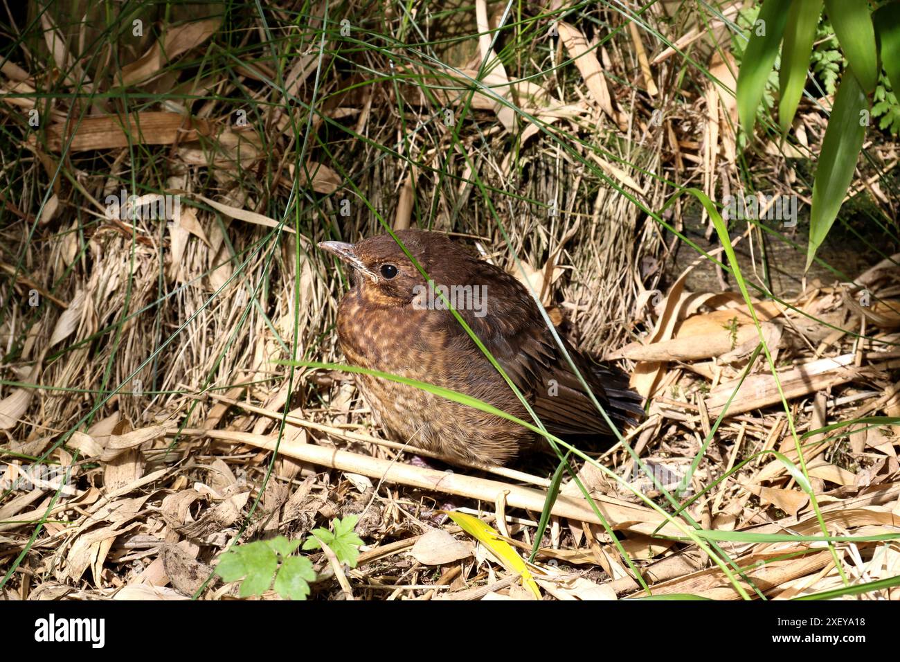 Junge Amsel, die aus dem Nest in der Ecke eines Landgartens gefallen ist Stockfoto