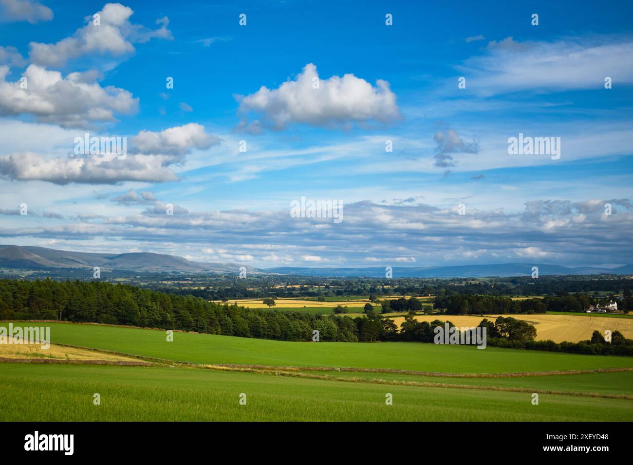 Tolle britische Landschaft, in der Sommersaison. Felder mit üppigen, hellen, natürlichen Farben. Blauer Himmel und verstreute Wolken. Verstreutes Waldgebiet/verstreut. Stockfoto