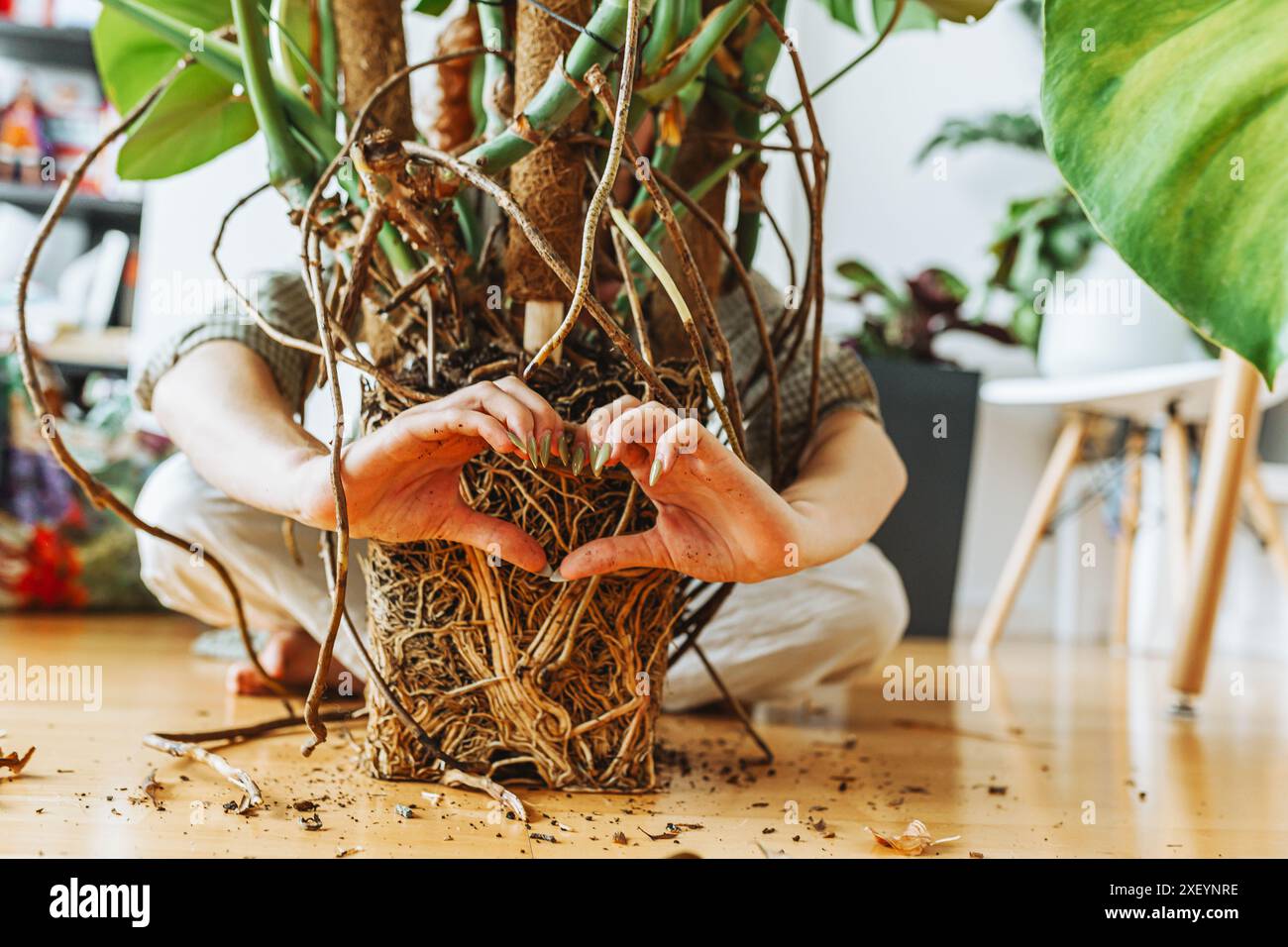Monstera wurzel -Fotos und -Bildmaterial in hoher Auflsung  Alamy