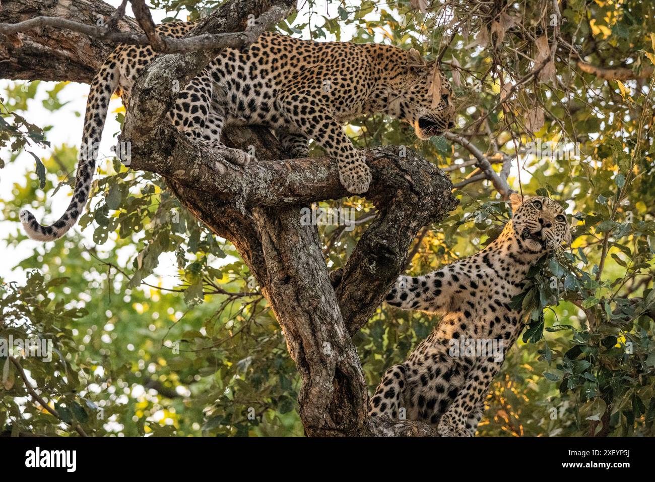 Afrikanische Leoparden (Panthera pardus) im Baum - Mutter kämpft mit dem Jungen Stockfoto