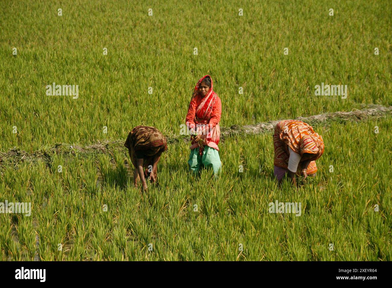 Frauen arbeiteten auf einem Reisfeld im Bezirk Gazipur, Bangladesch. Februar 2008 Stockfoto