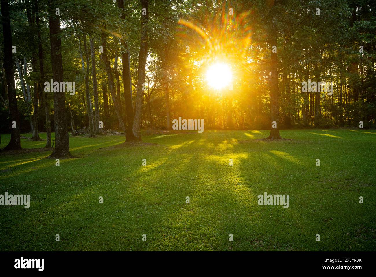 Die Sonne scheint durch Bäume im Hinterhof, South Carolina, USA Stockfoto