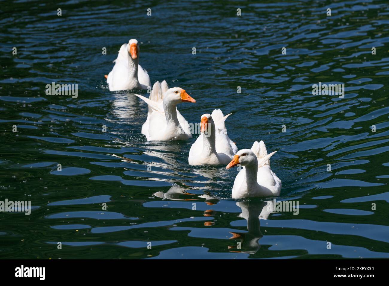 Vier weiße Gänse schwimmen hintereinander in Montenegro Stockfoto