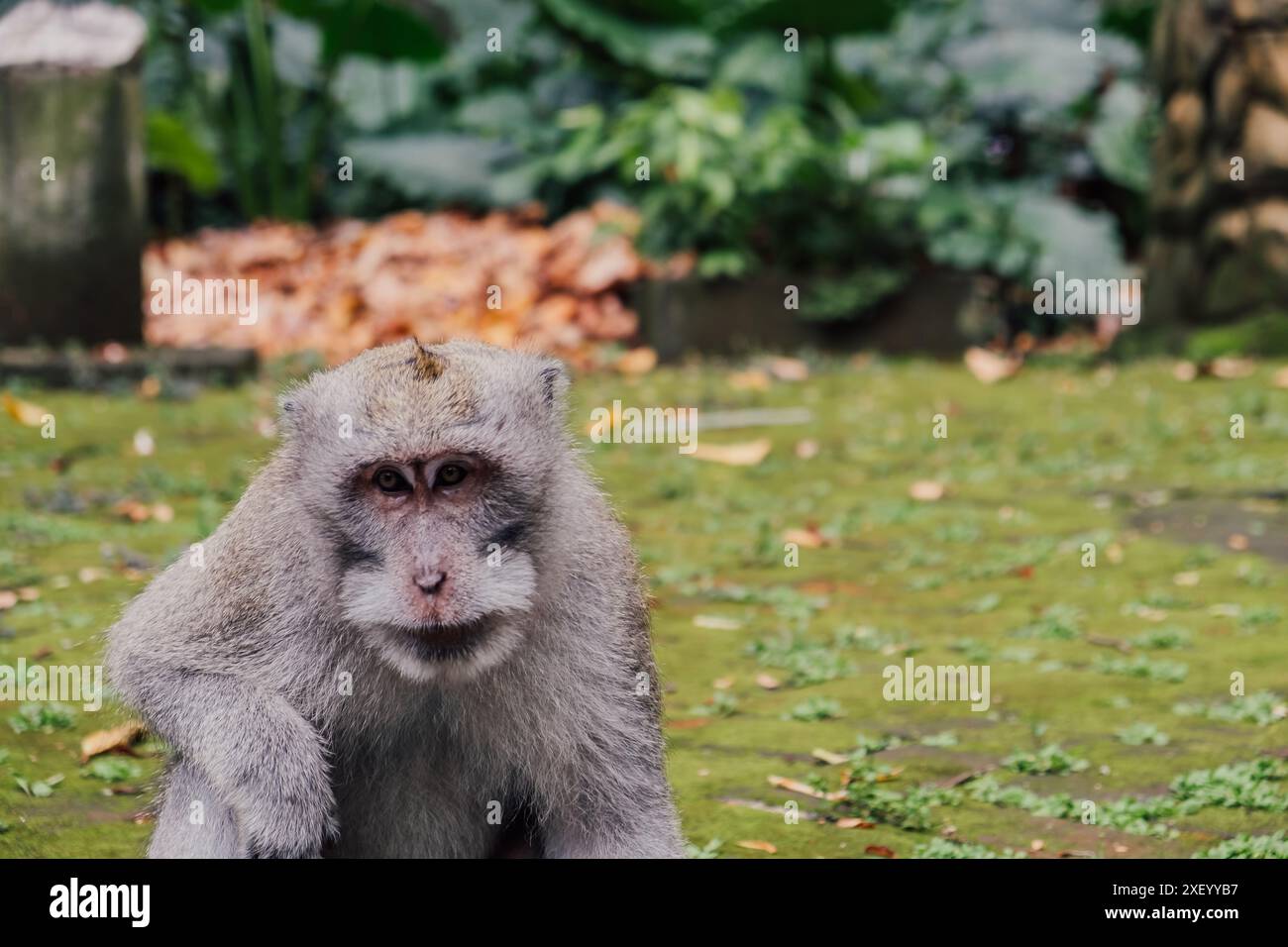 Ein genauer Blick auf einen Affen in einem Wald auf Bali Stockfoto