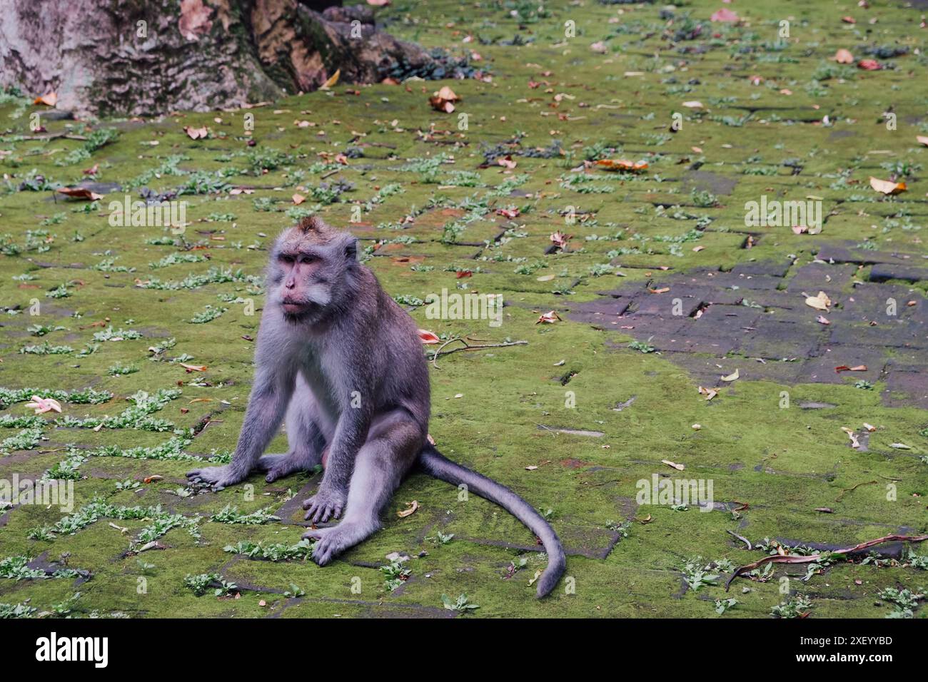 Ein Makak in einer Warteposition in einem Wald auf Bali Stockfoto