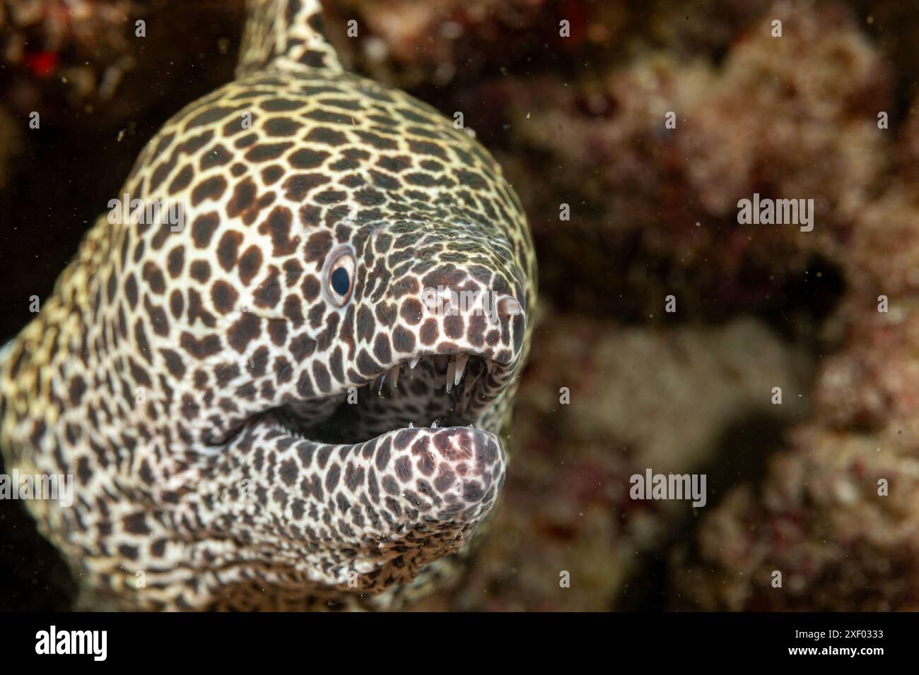 Mosambik, Inhambane, Tofo, Laced, Honeycomb Moray Ael (Gymnothorax favagineus) Stockfoto