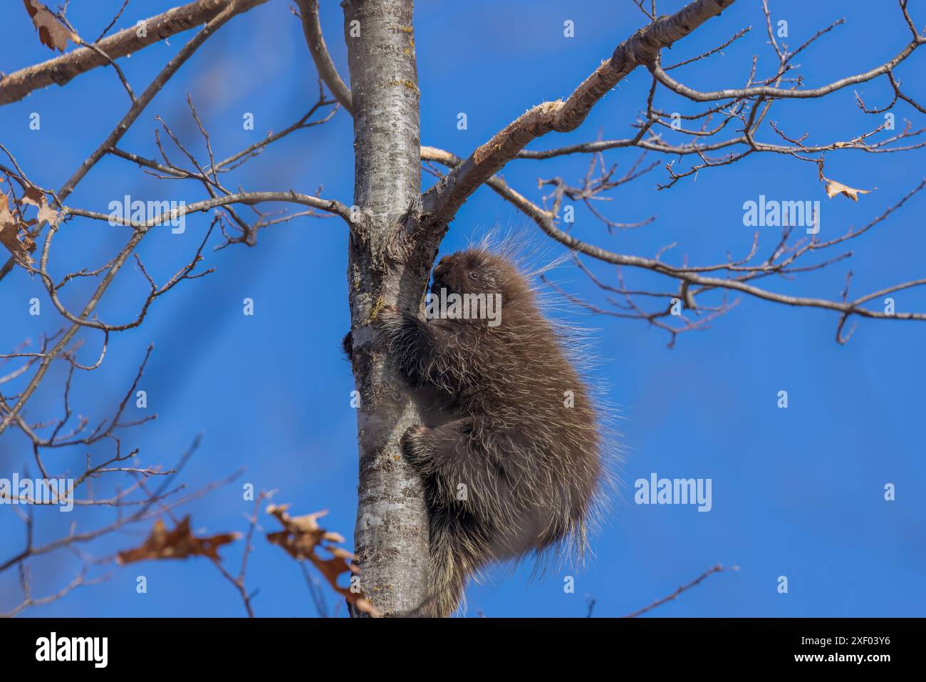 Stachelschwein an einem Märznachmittag im Norden von Wisconsin. Stockfoto