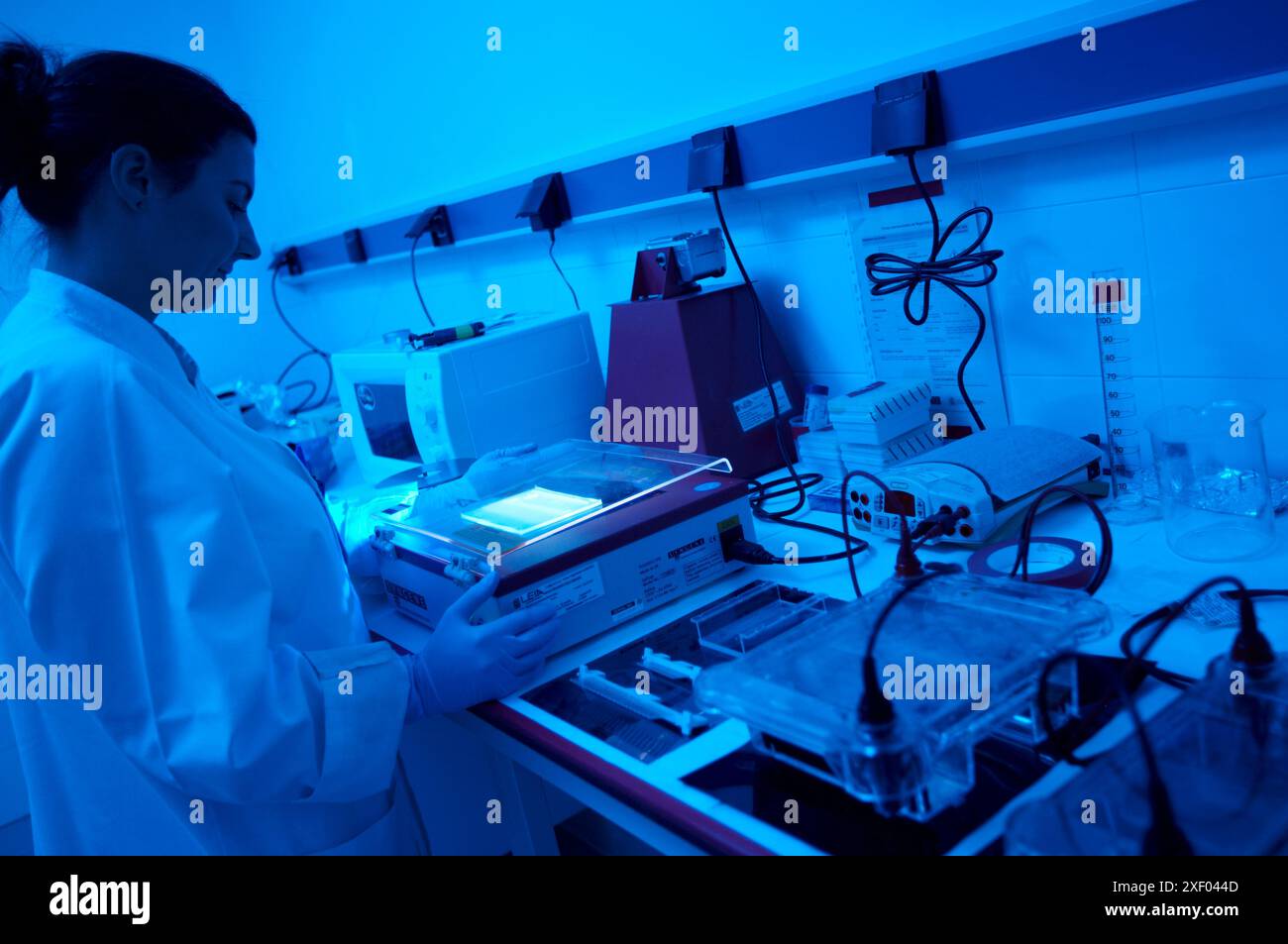 Agarosegel-Elektrophorese Agarosegele ermöglichen es, geladene Moleküle in einem elektrischen Feld nach Molekülgröße oder -Länge zu trennen Stockfoto