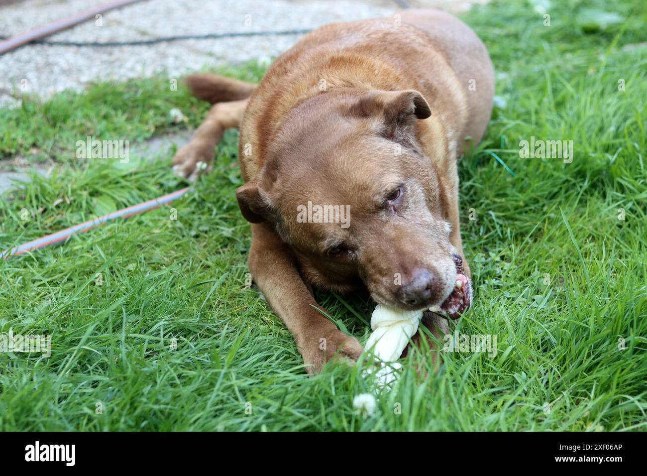 Erwachsener Labrador-Hund, der mit einem Knochen auf grünem Gras spielt. Natürlicher Bio-Snack für ein gesundes Haustier. Stockfoto