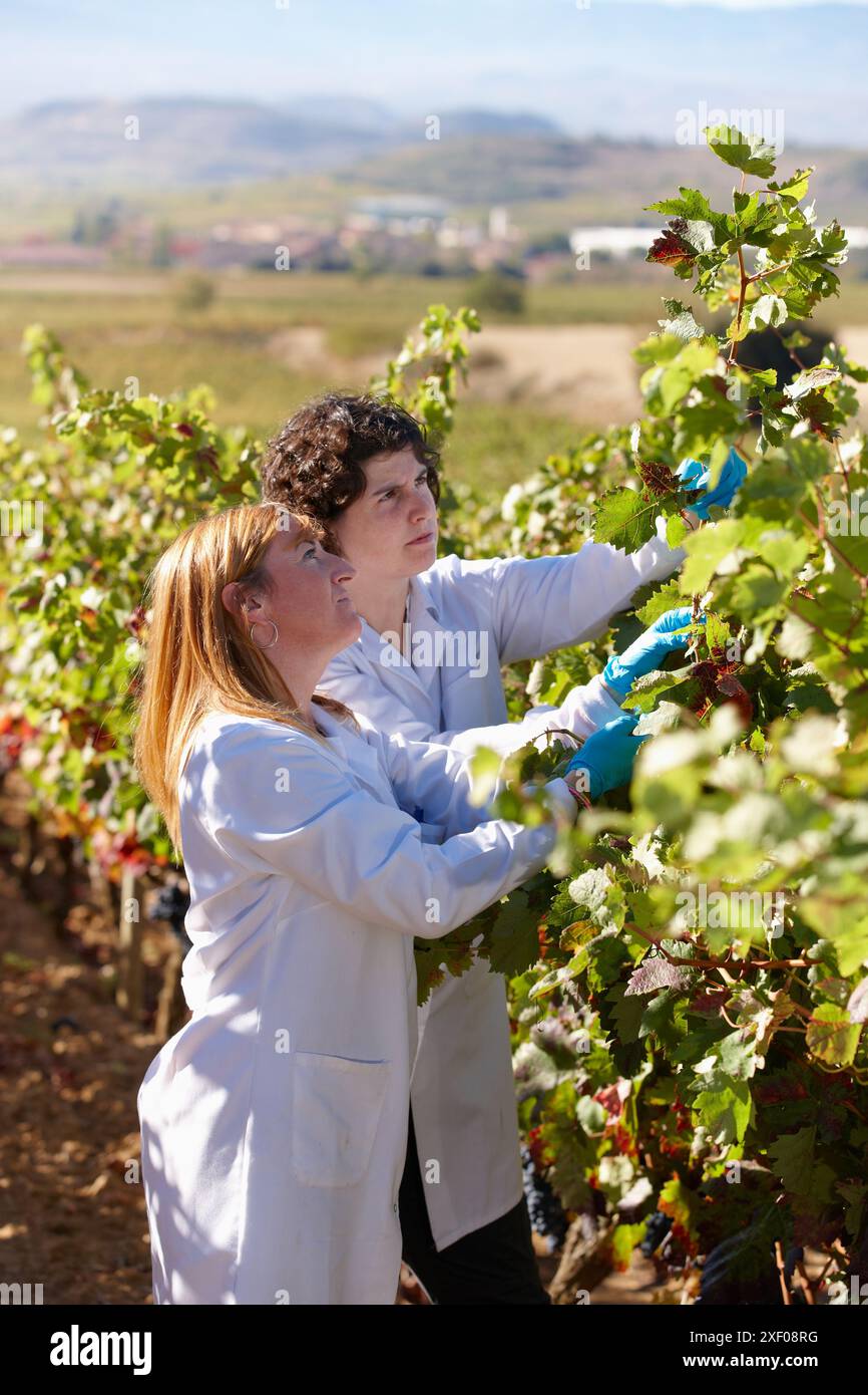 TECNALIA-Forscher durch Probenahme von Trauben im Weinberg von Bodegas Baigorri ist die Überwachung der Trauben aus dem Weinberg für die Gewinnung von entscheidender Bedeutung Stockfoto