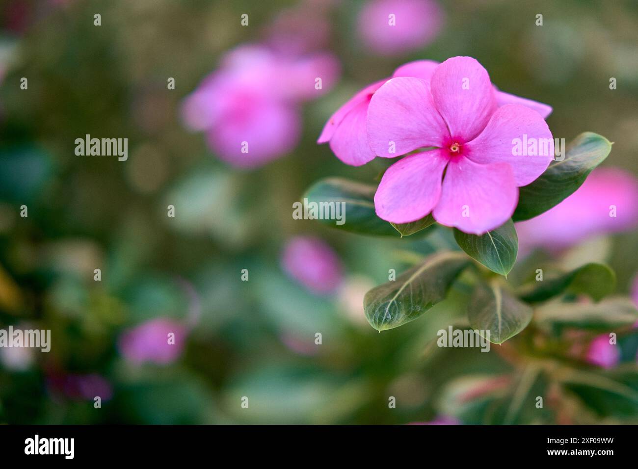 Catharanthus roseus Stockfoto