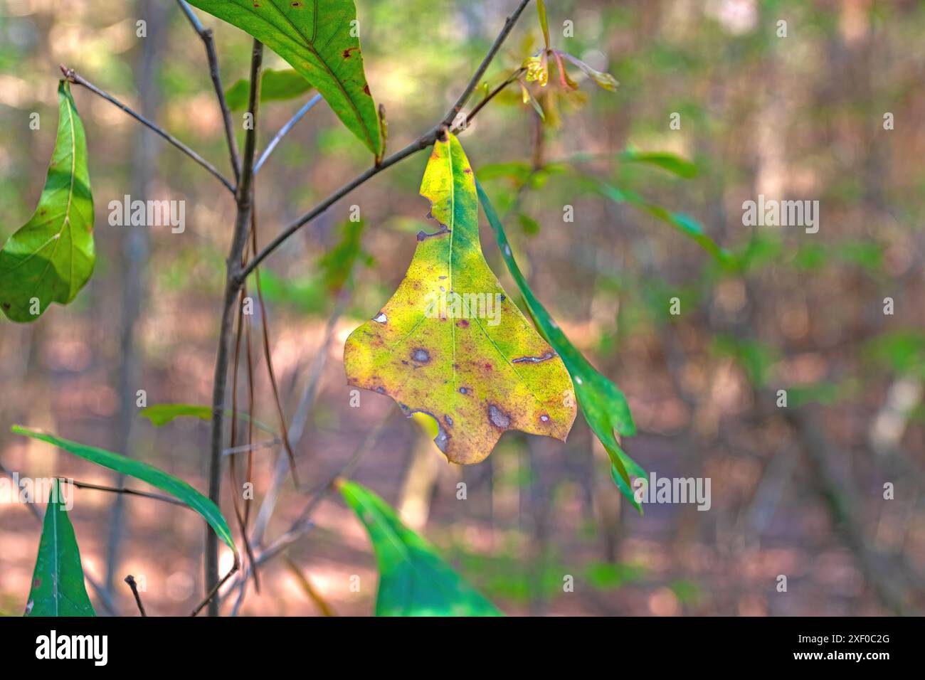 Meliertes Blatt einer Wassereiche im Nig Thicket National Preserve in Texas Stockfoto