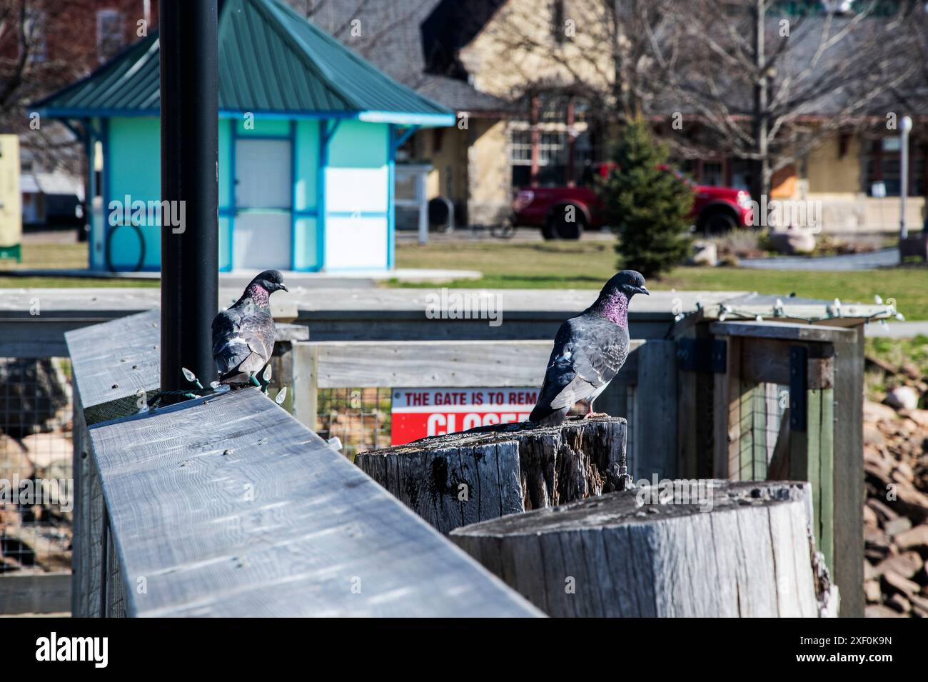 Tauben am Kai in der Innenstadt von St. Stephen, New Brunswick, Kanada Stockfoto