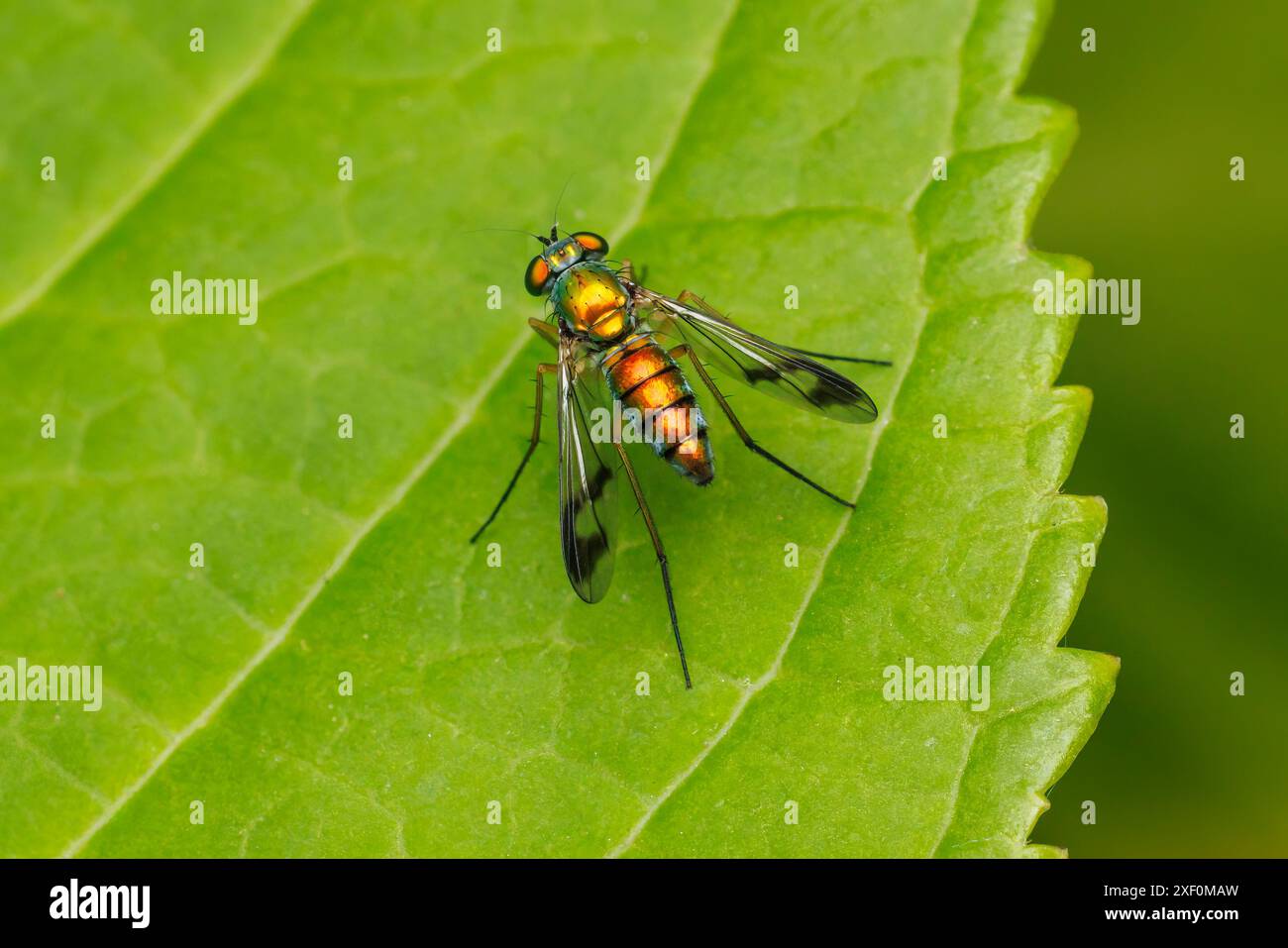 Langarmfliege (Condylostylus sp.) - Weiblich Stockfoto