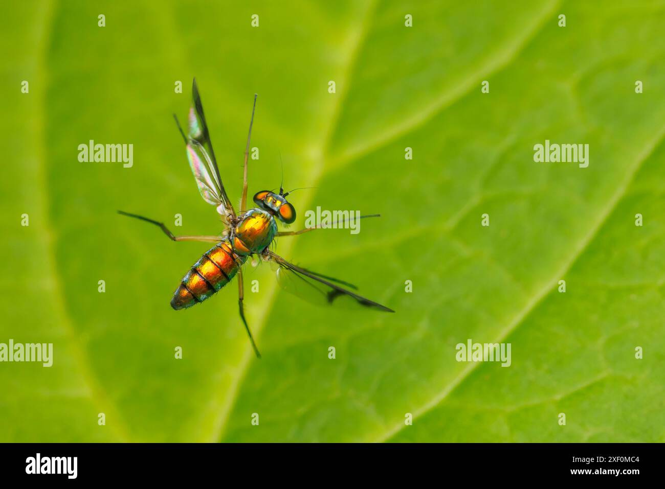 Langarmfliege (Condylostylus sp.) - Frau im Flug. Stockfoto