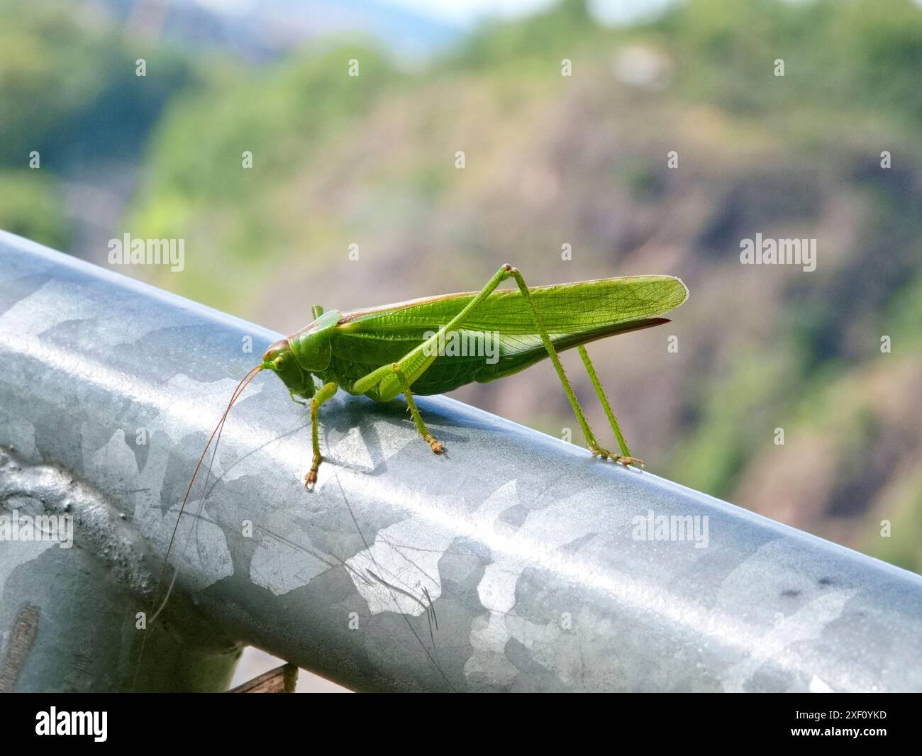 Eine grüne Buschgrille thront auf einem zinkfarbenen Geländer, betont ihren Kontrast und bietet eine perfekte Szene für ein faszinierendes Naturfoto. Stockfoto