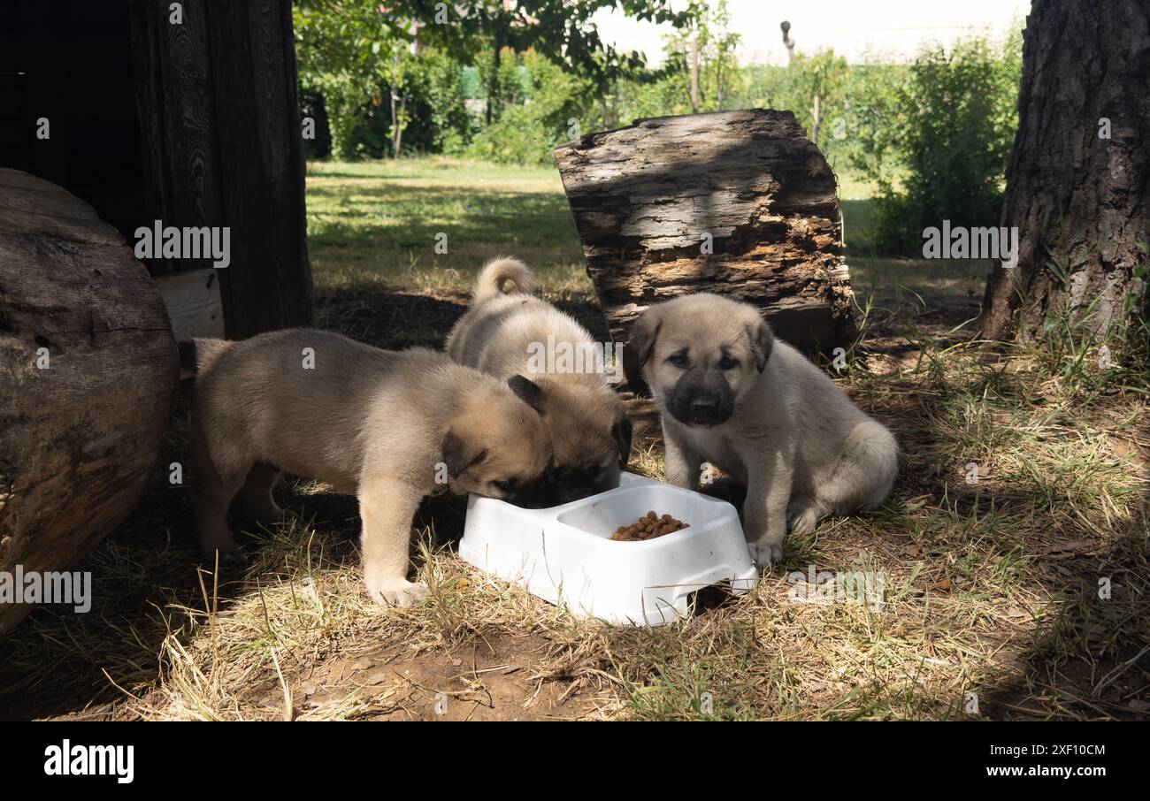 Sivas Kangal Hündinnen essen Futter. Süße Welpen im Garten Stockfoto