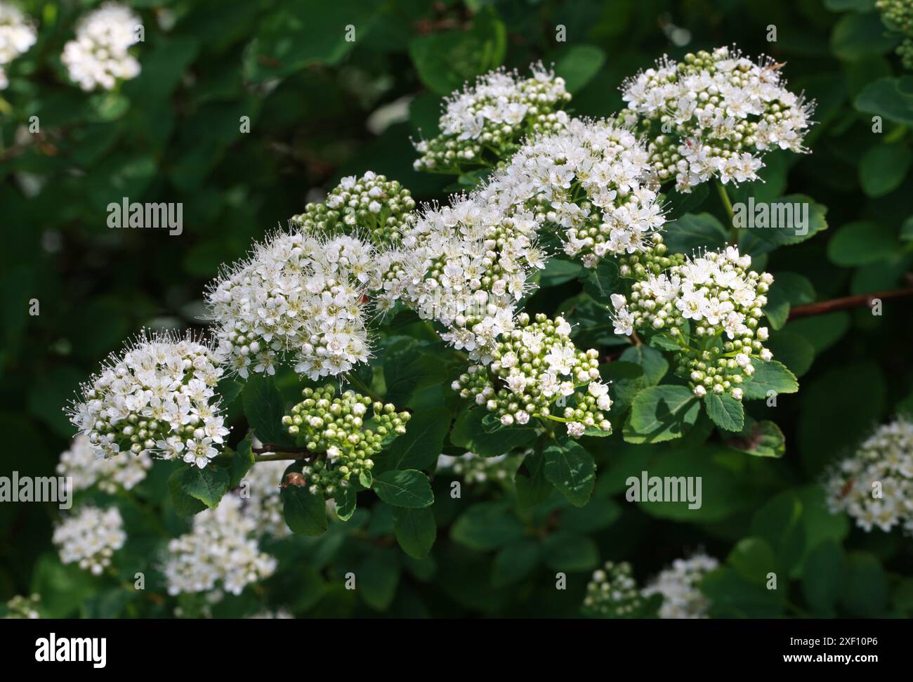 Birchleaf Spirea, Spiraea betulifolia, Rosaceae. Ostasien. Sie ist von Ostsibirien bis Korea und Nord- und Zentraljapan beheimatet. Stockfoto