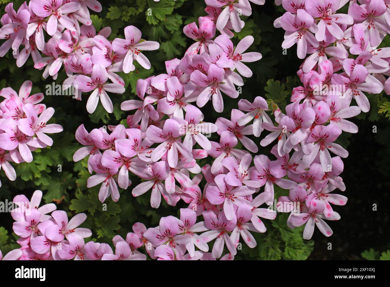 Geranie 'Prinz von Orange', Pelargonium 'Prinz von Orange', Geraniaceae. Hybrid. Rosafarbene Blüten mit rotem Pencilling im Hals. Feine filigrane Blätter. Stockfoto