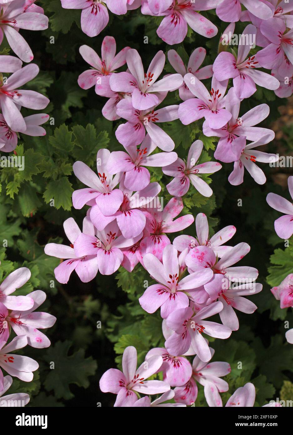 Geranie 'Prinz von Orange', Pelargonium 'Prinz von Orange', Geraniaceae. Hybrid. Rosafarbene Blüten mit rotem Pencilling im Hals. Feine filigrane Blätter. Stockfoto