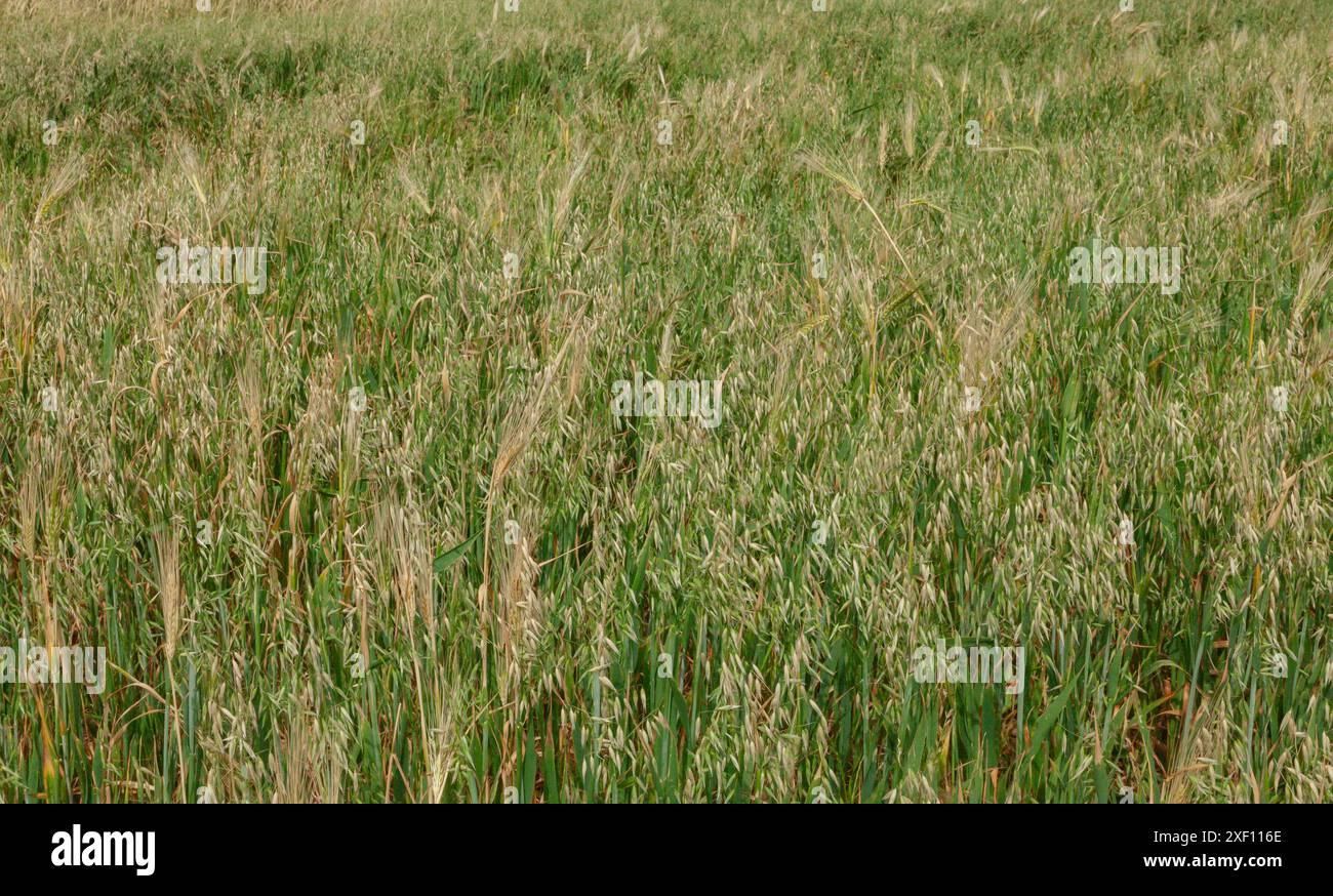 Hintergrund der grünen Wiesen. Pflanzen, die spontan in der Natur wachsen. Stockfoto