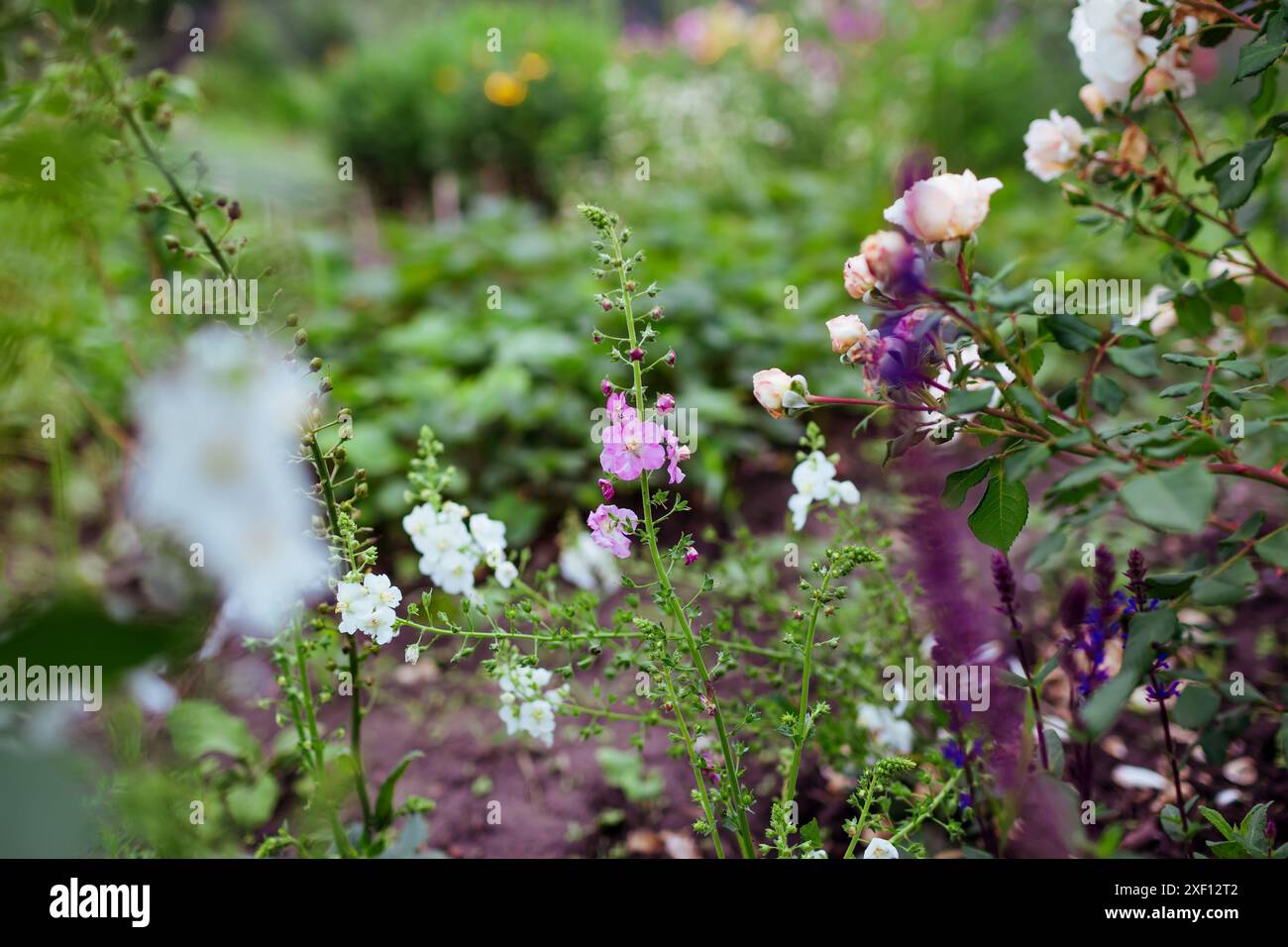 Rosafarbene und weiße verbascum-Blüten blühen im Sommergarten von Rosen und salvia. Mehrjährige Pflanzen wachsen auf dem Blumenbeet. Gartenarbeit Stockfoto