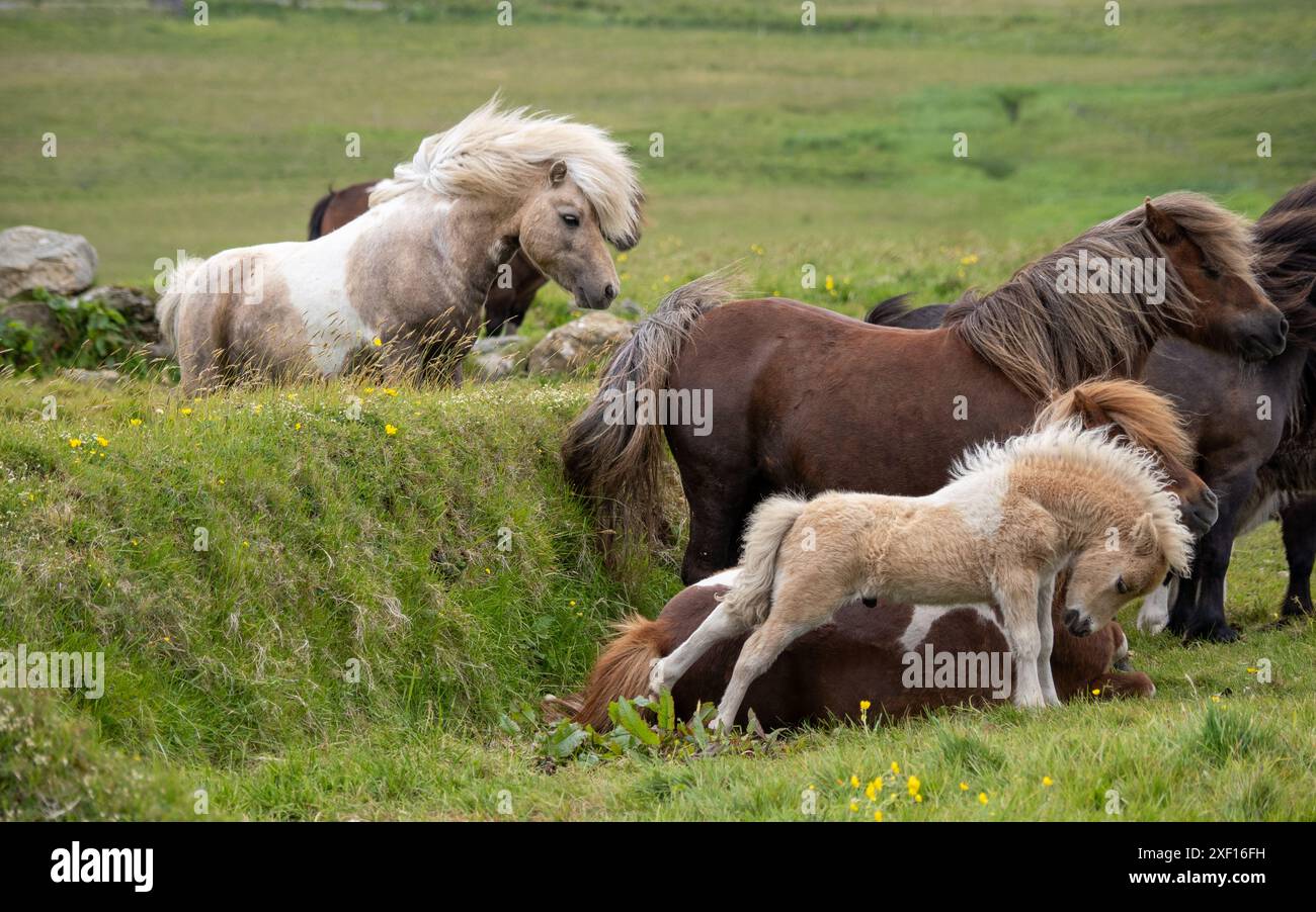 Shetland Ponys, Shetland, Großbritannien Stockfoto