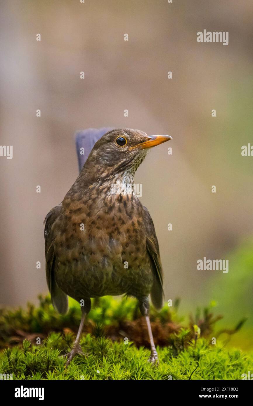 Ein männlicher europäischer Blackbird, turdus merula, weiblicher Vogel hoch oben im Wald Stockfoto