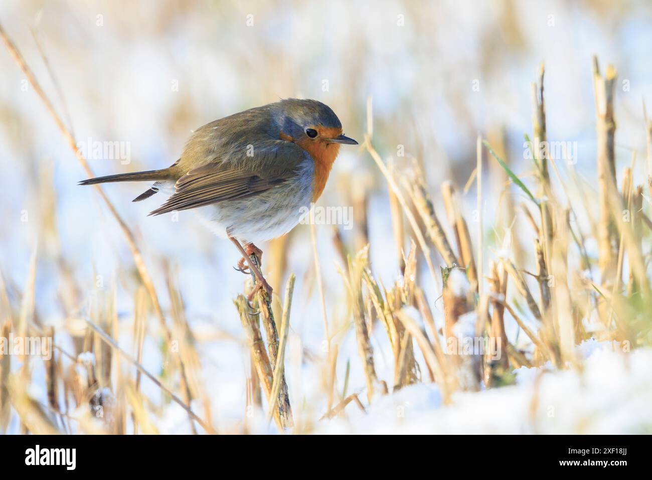 Nahaufnahme eines europäischen Rotkehlchen Erithacus rubecula, der im Schnee auf Nahrungssuche ist Während der Wintersaison Stockfoto