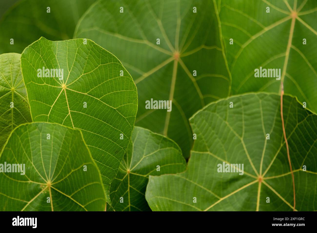 Leuchtend grüne Pflanzen, die im dichten Regenwald des Hinterlandes von Byron Bay in Australien während der Herbstsaison zu sehen sind. Stockfoto