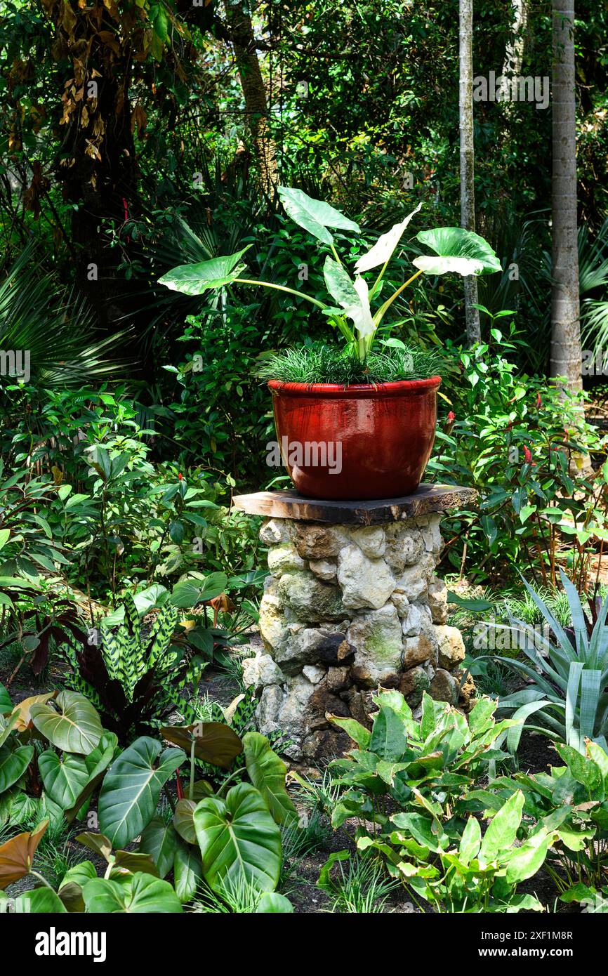 Roter Topf auf einem Felsensockel mit Elefantenohren Stockfoto