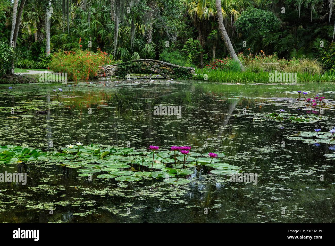 Felsenbrücke mit lila Lilien und Palmen im spiegelnden Teich Stockfoto