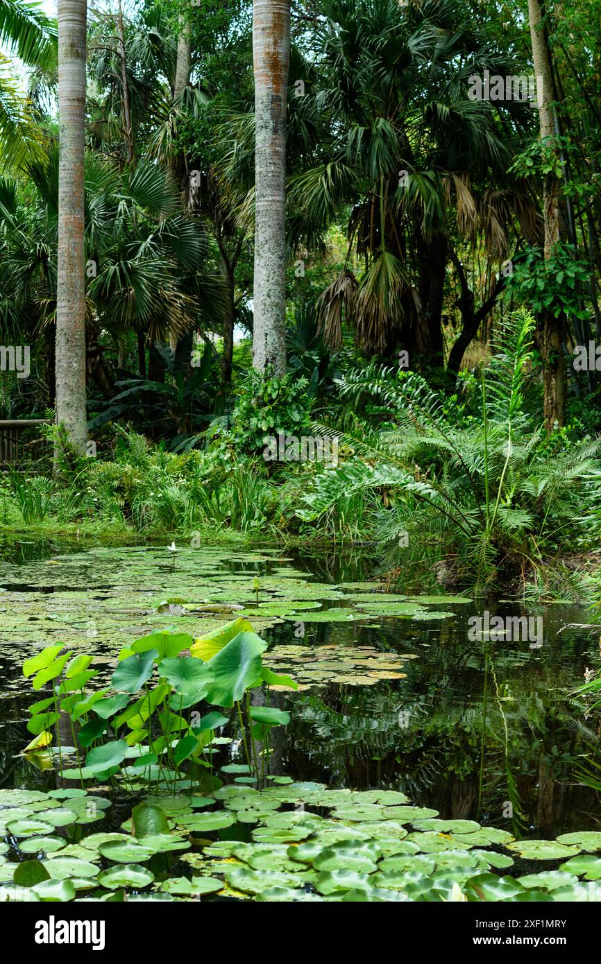 Teich mit Lilienpads und Reflexen Stockfoto