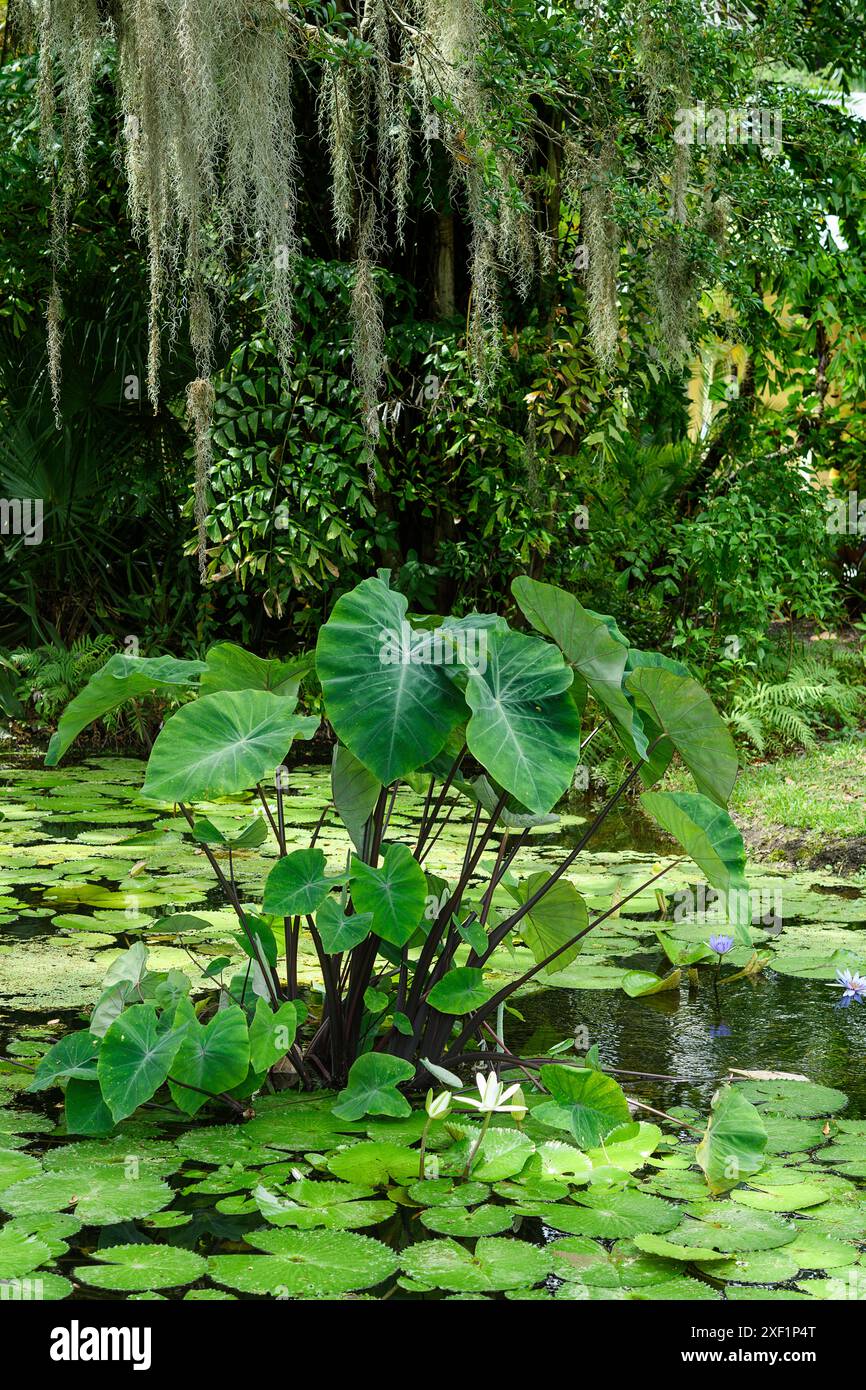 Elefantenohren wachsen in einem Teich mit Wasserlilien Stockfoto