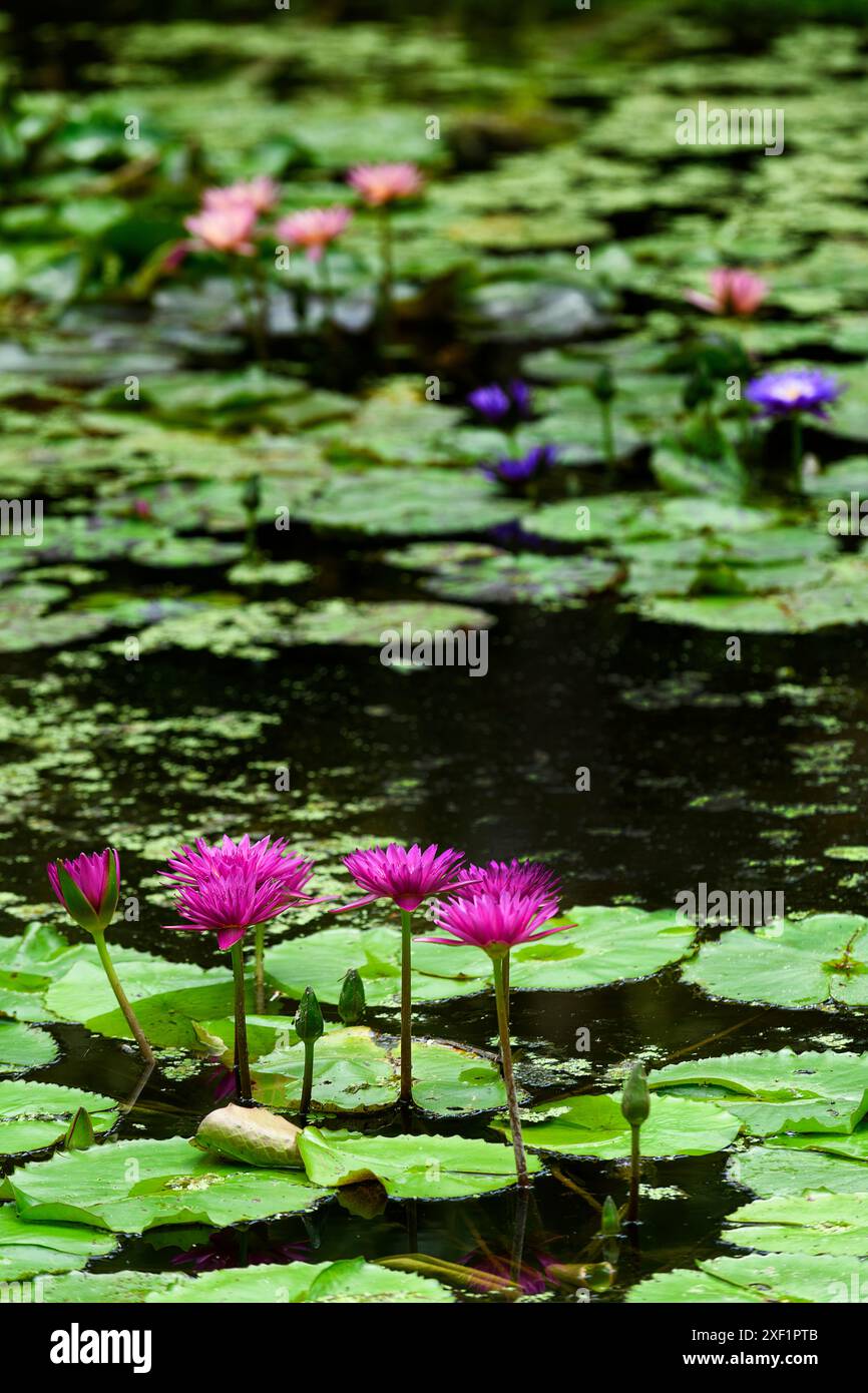 Rosafarbene Wasserlilien, die auf einem Teich schwimmen Stockfoto