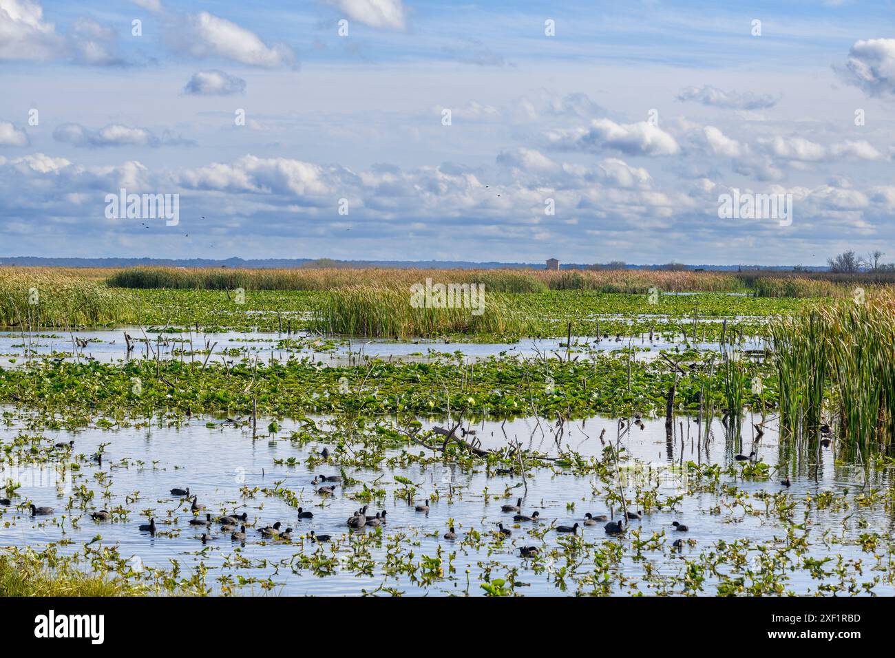 Teich mit Enten und Schilf Stockfoto