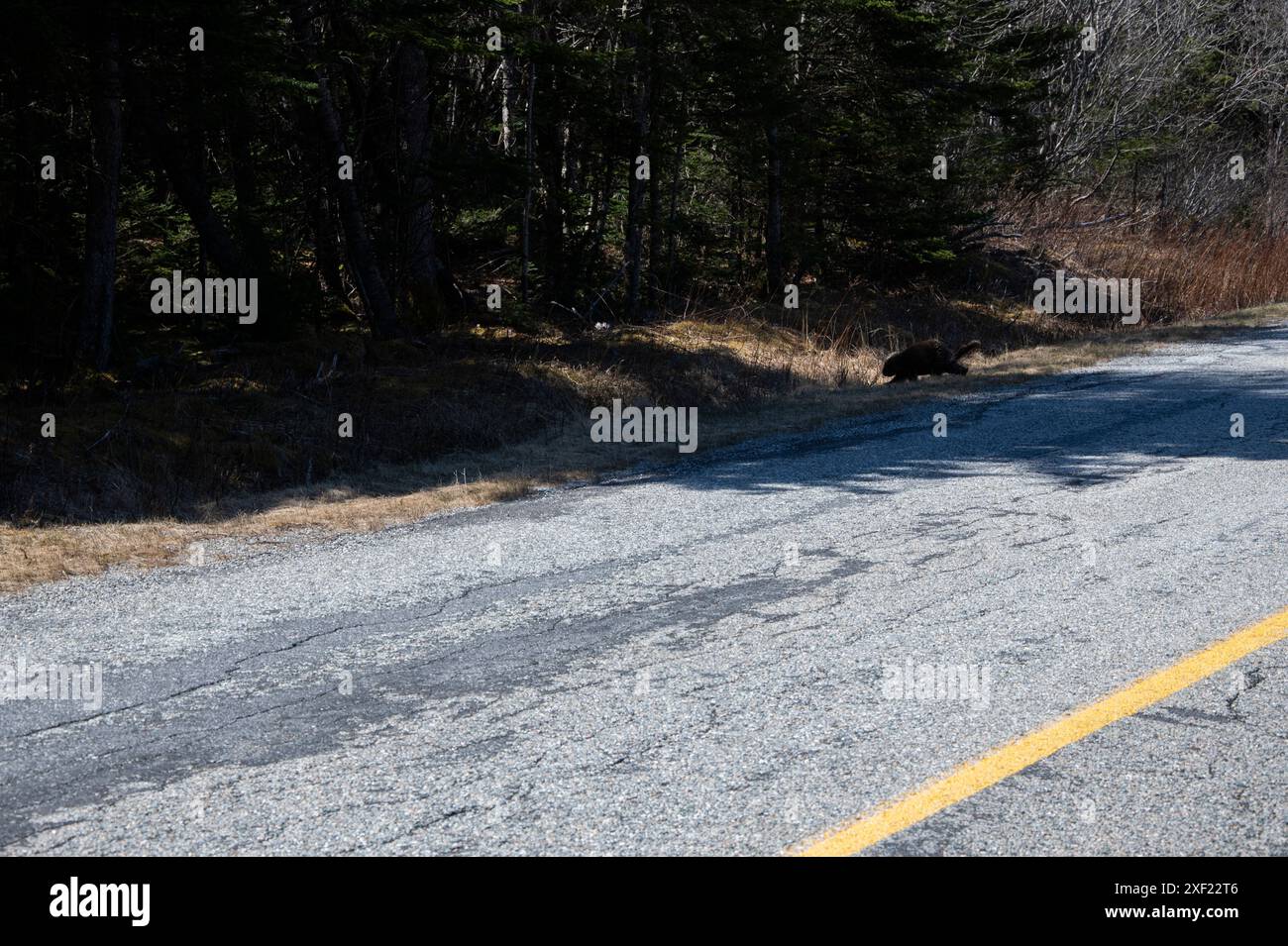 Beaver überquert die Red Head Road in Saint John, New Brunswick, Kanada Stockfoto