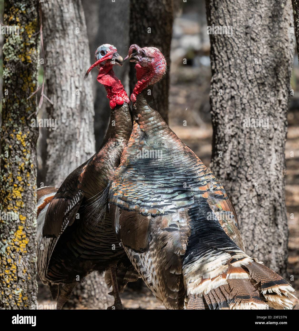 Wilde Truthahnmännchen Während Der Paarungszeit Stockfoto