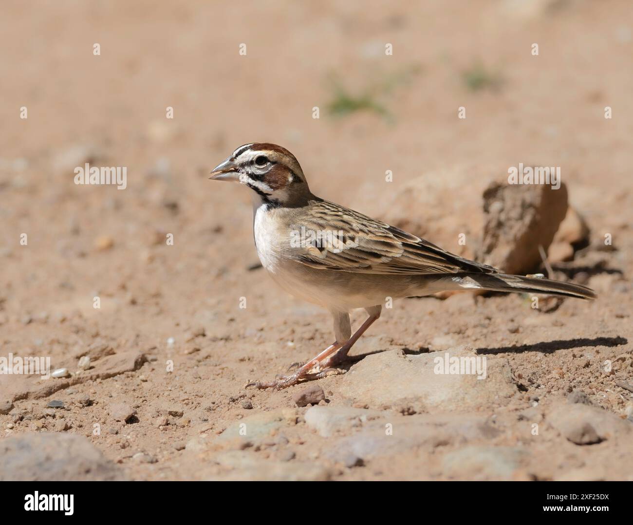 Ein Lark Sparrow mit starken Markierungen Stockfoto