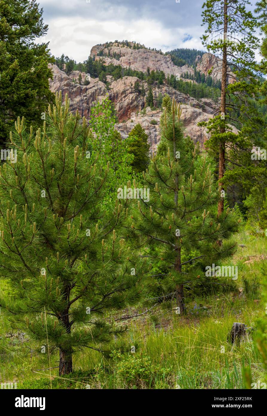 Malerische felsige Landschaft im Staunton State Park, Colorado Stockfoto