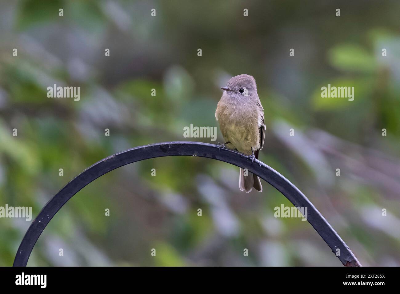 Ein kleiner Hammond's Flycatcher in Alaska Stockfoto