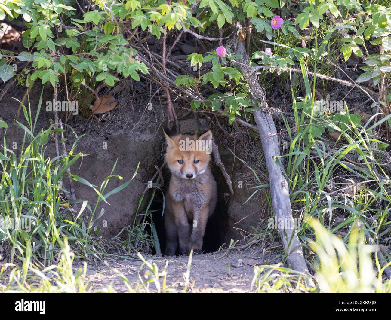 Rotfuchs-Kit starrt mich aus seiner Höhle an Stockfoto