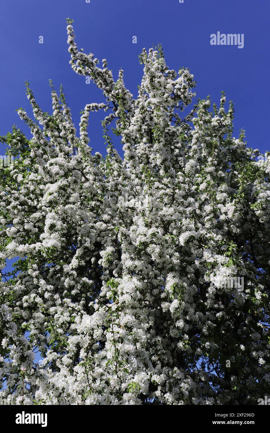Blühender Obstbaum am Himmel. Stockfoto