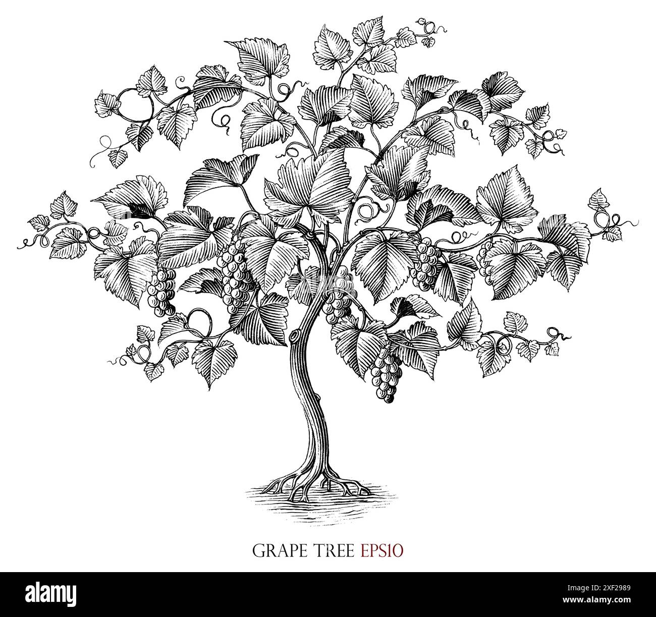 Traubenbaum Illustration Vintage Gravur Stil schwarz-weiße Clip Art Stock Vektor