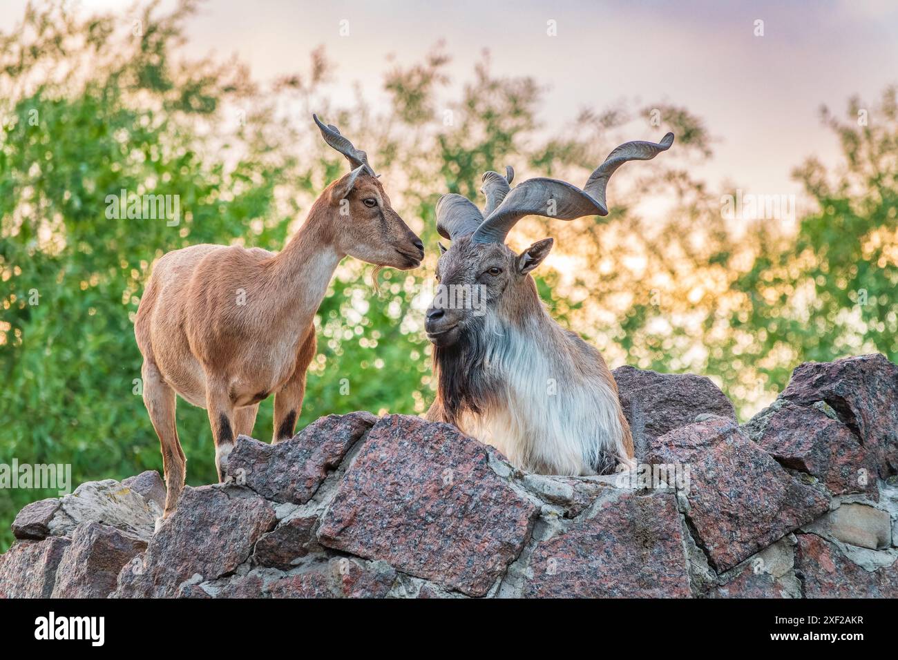 Markhor männlich und weiblich auf dem Felsen. Lateinischer Name: Capra falconeri. Wilde Ziege aus Zentralasien, Karakoram und dem Himalaya Stockfoto