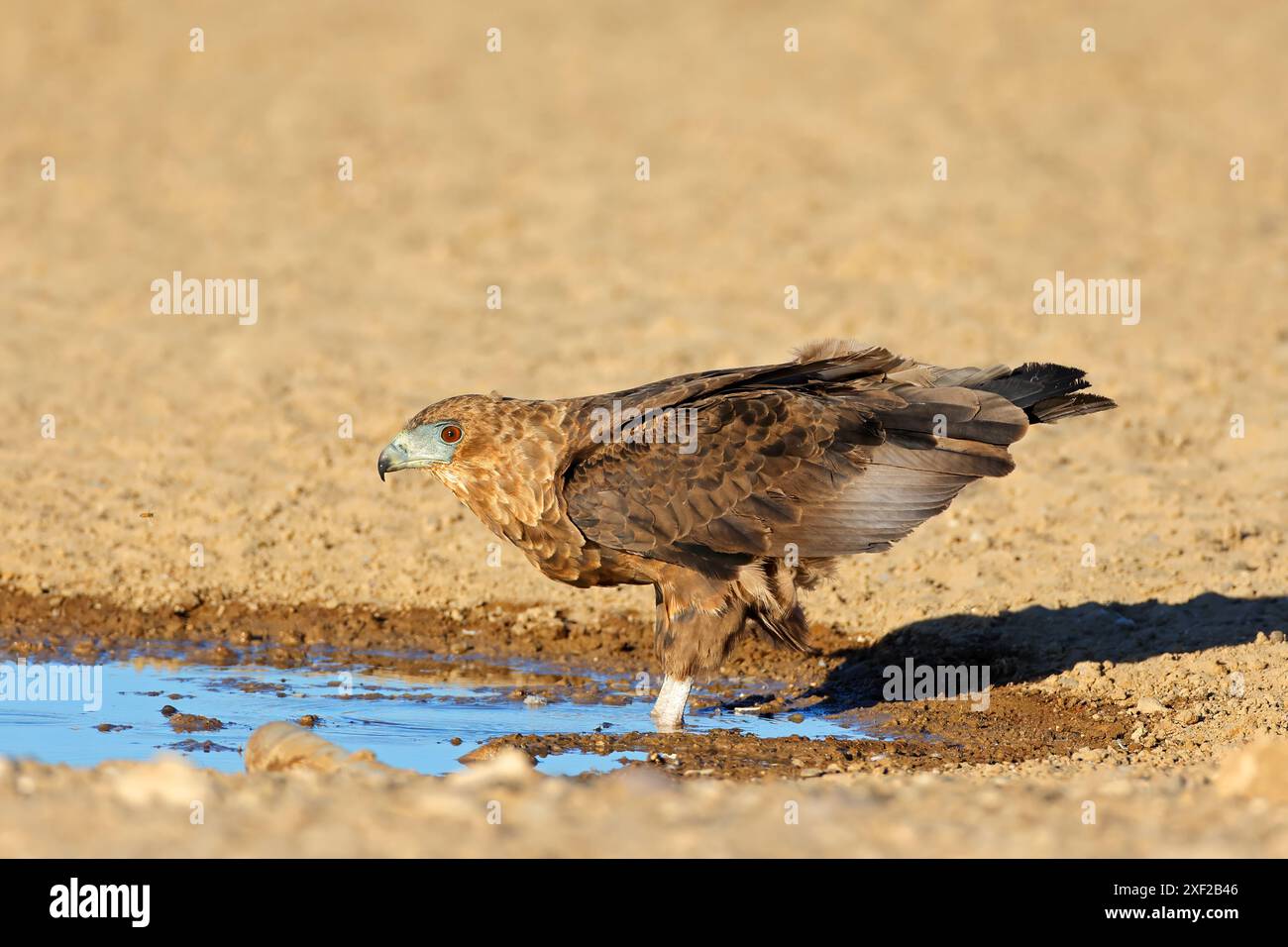 Unreifer Bateleuradler (Terathopius ecaudatus) an einem Wasserloch in der Kalahari-Wüste, Südafrika Stockfoto