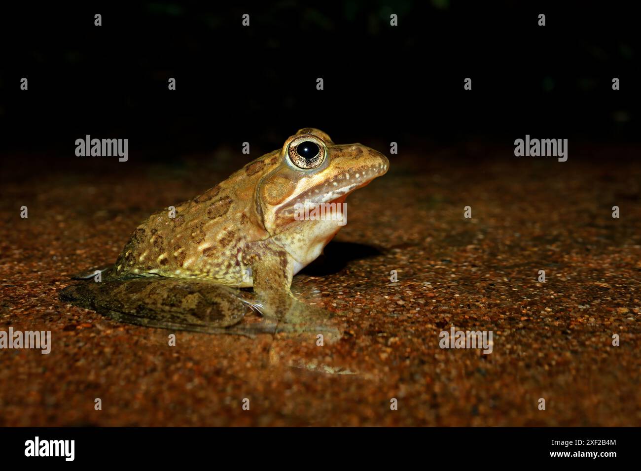 Ein gewöhnlicher oder angolanischer Flussfrosch (Amietia angolensis), der in einem natürlichen Lebensraum in Südafrika sitzt Stockfoto