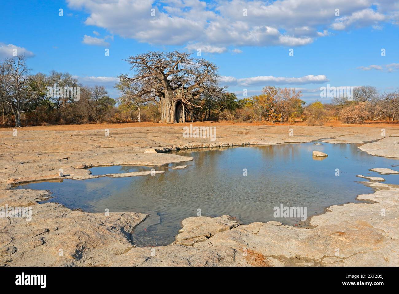 Malerischer Felsenpool mit einem großen Baobab-Baum in der Mopane-Savanne, Provinz Limpopo, Südafrika Stockfoto