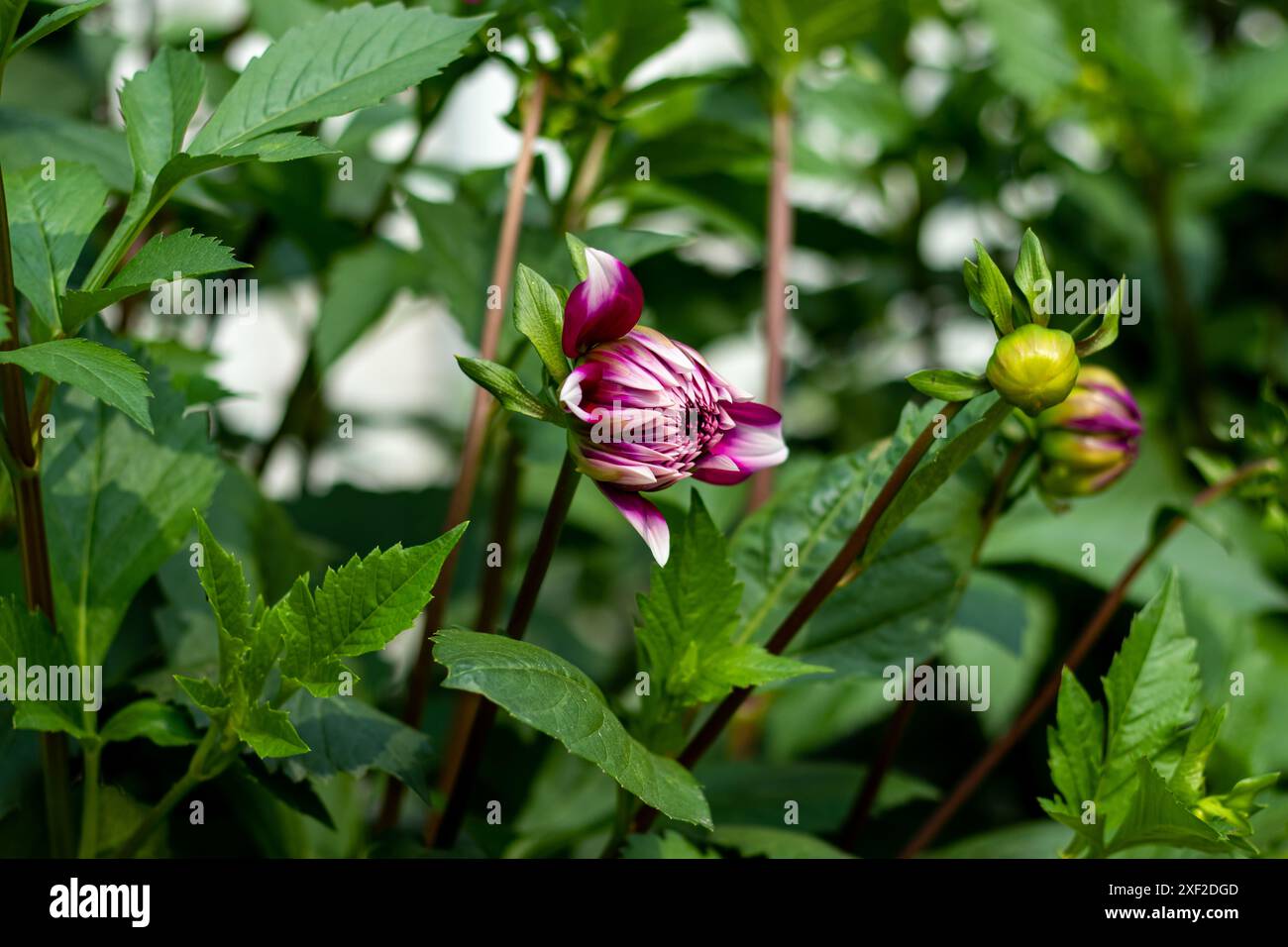 Dahlien-Sorten und die Rettung der Stecklinge, um neue Pflanzen für die Zukunft zu vermehren. Dahlia maximiert die Fähigkeit der Pflanze, Blumen zu machen! Single Dahlia i Stockfoto