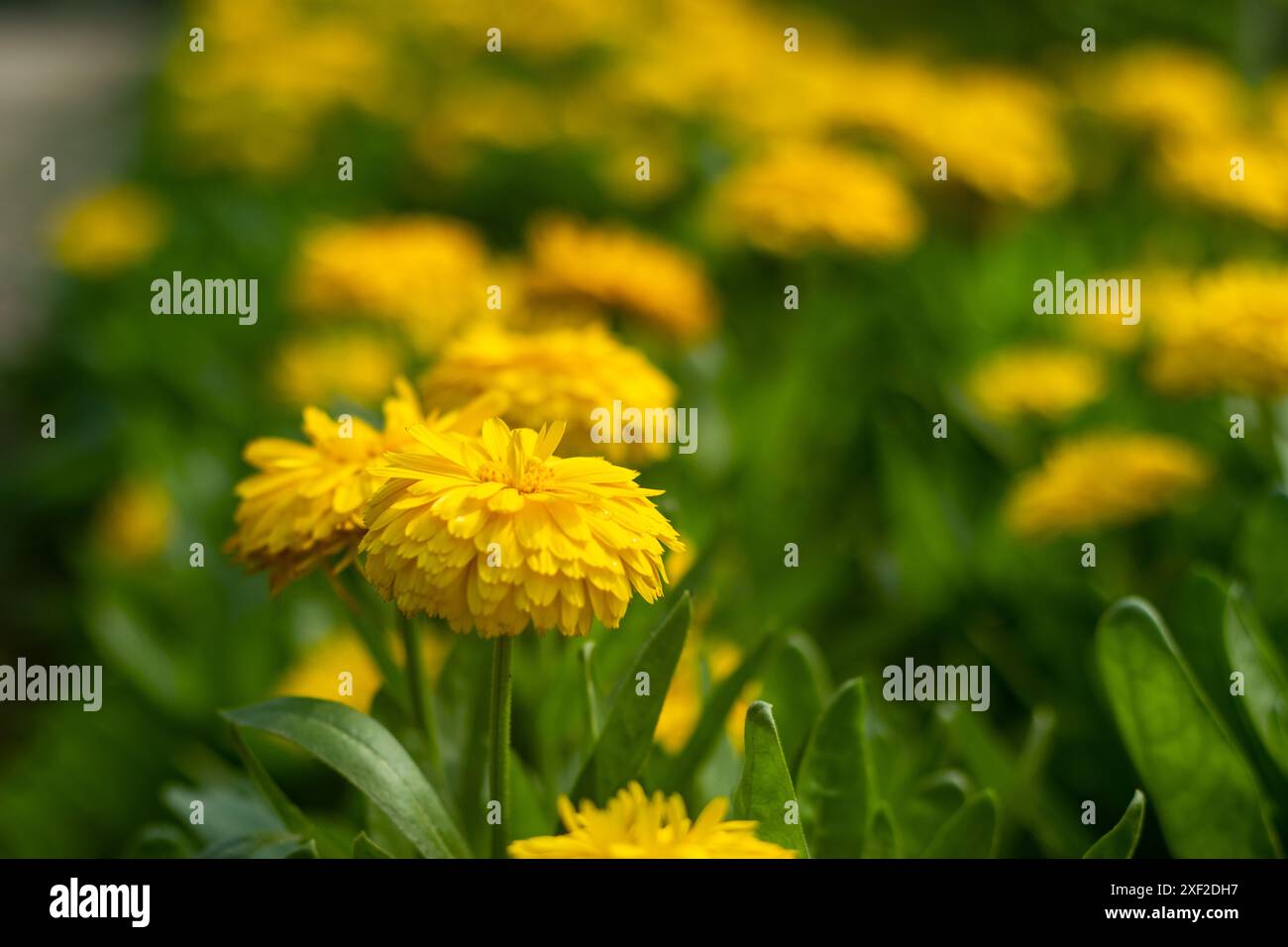 Calendula-Blüten können getrocknet werden, sodass dieses wohltuende Kraut das ganze Jahr über zur Reifung verwendet werden kann. Calendula blüht von Juni bis September aus einer Frühjahrssaat Stockfoto